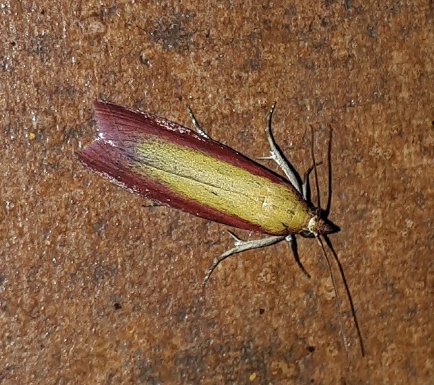 Pyralidae: Oncocera semirubella? S !